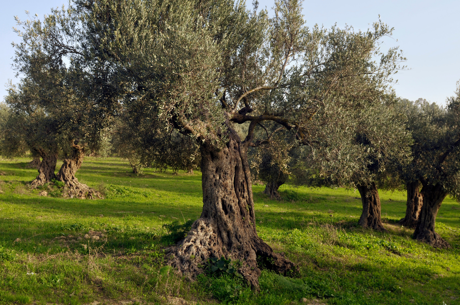 Israel, the Covenant and the Seed Gen. 22:18 1 - The Crossover Project Ancient Olive Tree - The Crossover Project