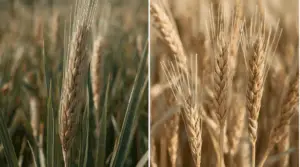Read more about the article The Wheat and the Tares: A Warning