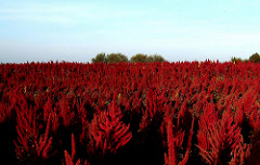 Though They Be Red Like Crimson 10 - The Crossover Project 14913444743 5ab9caa1d1 m - The Crossover Project