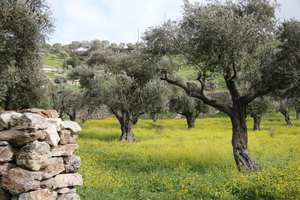 The Month of Elul - "Ani L'Dodi V'Dodi Li" 34 - The Crossover Project Israel 2015 326 - The Crossover Project