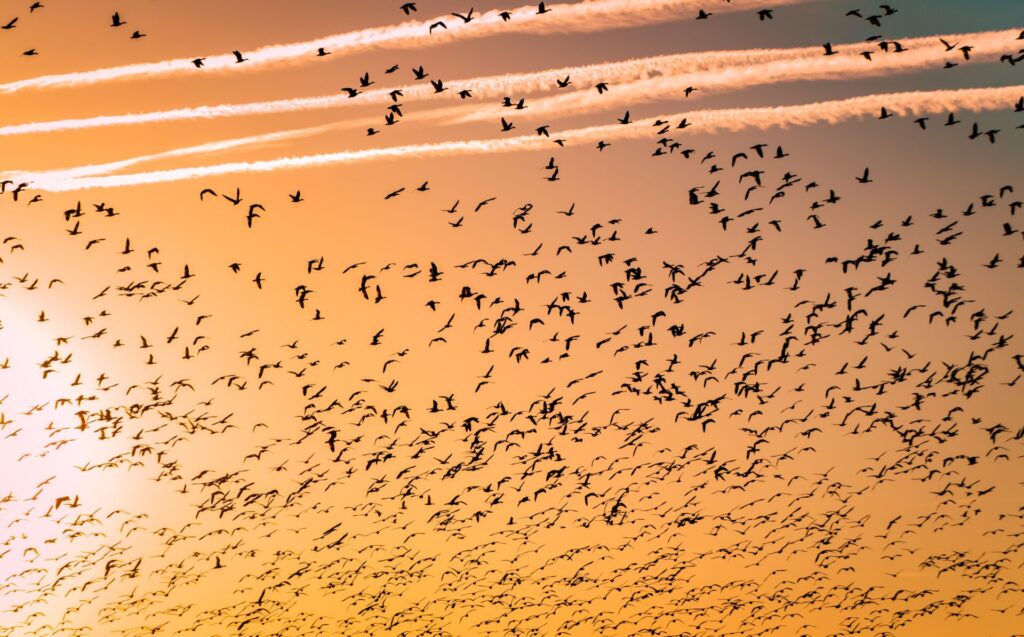 Worth More than Sparrows 4 - The Crossover Project barth bailey 5 bAKRGvkq8 unsplash scaled 1 - The Crossover Project