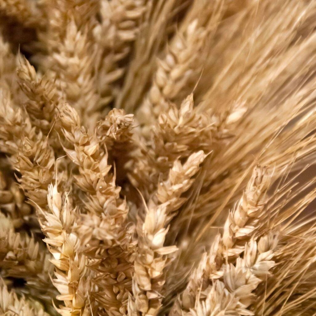 Shavuot 9 - The Crossover Project shavuot image - The Crossover Project